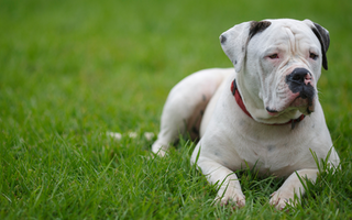 Best Diet for American Bulldog: Nutrition Tips and Food Recommendations