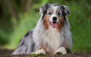 Best Diet for Australian Shepherd: Nutrition Tips and Food Recommendations