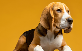 Best Diet for Basset Hound: Nutrition Tips and Food Recommendations