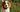 Best Diet for Beagle: Nutrition Tips and Food Recommendations