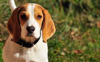 Best Diet for Beagle: Nutrition Tips and Food Recommendations