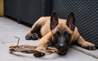 Best Diet for Belgian Malinois: Nutrition Tips and Food Recommendations