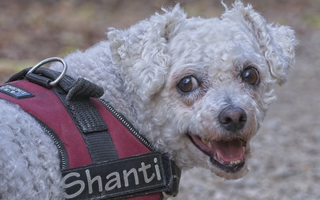 Best Diet for Bichon Frise: Nutrition Tips and Food Recommendations