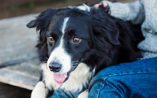 Best Diet for Border Collie: Nutrition Tips and Food Recommendations