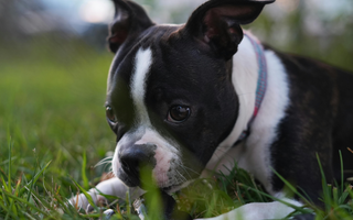 Best Diet for Boston Terrier: Nutrition Tips and Food Recommendations