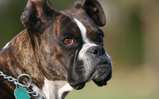 Best Diet for Boxers: Nutrition Tips and Food Recommendations