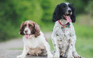 Best Diet for Brittany Spaniel: Nutrition Tips and Food Recommendations