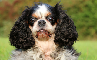 Best Diet for Cavalier King Charles Spaniel: Food Tips