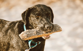 Best Diet for Chesapeake Bay Retriever: Nutrition Tips and Food Recommendations