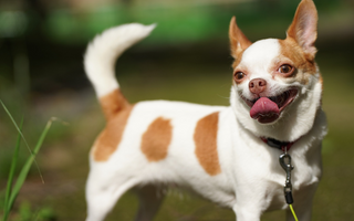 Best Diet for Chihuahua: Nutrition Tips and Food Recommendations