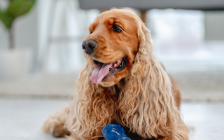 Best Diet for Cocker Spaniel: Nutrition Tips and Food Recommendations