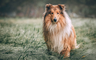 The Ultimate Guide to Collie