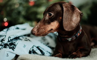 Best Diet for Dachshund: Nutrition Tips and Food Recommendations