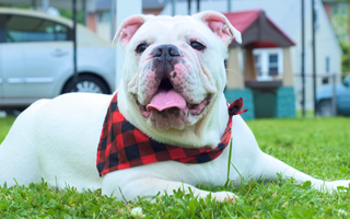 Best Diet for English Bulldog: Nutrition Tips and Food Recommendations