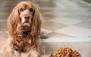Best Diet for English Cocker Spaniel: Nutrition Tips and Food Recommendations