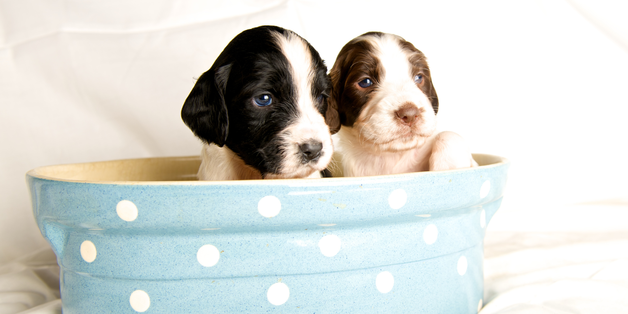 Best Diet for English Springer Spaniel: Nutrition Tips and Food Recomm ...