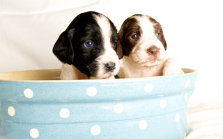 Best Diet for English Springer Spaniel: Nutrition Tips and Food Recommendations