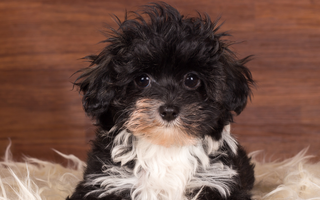 Best Diet for Havanese: Nutrition Tips and Food Recommendations
