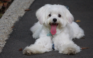Best Diet for Maltese: Nutrition Tips and Food Recommendations