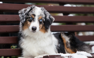Best Diet for Miniature American Shepherd: Nutrition Tips and Food Recommendations
