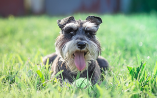 Best Diet for Miniature Schnauzer: Nutrition Tips and Food Recommendations