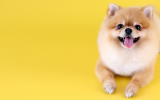 Best Diet for Pomeranian: Nutrition Tips and Food Recommendations