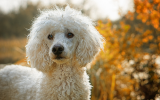 Best Diet for Poodle: Nutrition Tips and Food Recommendations