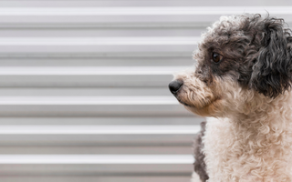Best Diet for Portuguese Water Dog: Nutrition Tips and Food Recommendations