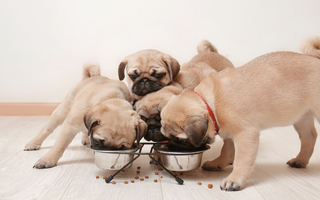 Best Diet for Pug: Nutrition Tips and Food Recommendations