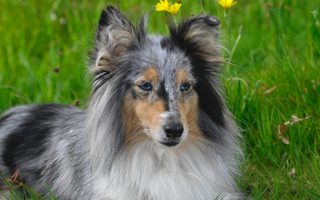 Best Diet for Shetland Sheepdog: Nutrition Tips and Food Recommendations