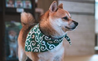 Best Diet for Shiba Inu: Nutrition Tips and Food Recommendations