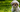 Best Diet for Shih Tzu: Nutrition Tips and Food Recommendations