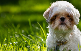 Best Diet for Shih Tzu: Nutrition Tips and Food Recommendations
