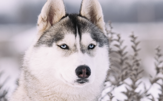 Best Diet for Siberian Husky: Nutrition Tips and Food Guide
