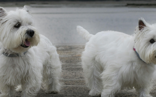 Best Diet for West Highland White Terrier: Nutrition Tips and Food Recommendations