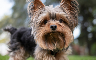 Best Diet for Yorkshire Terrier: Nutrition Tips and Food Recommendations