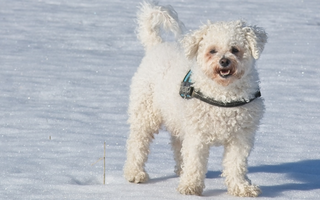 Bichon Frise Temperament: What to Expect from Your Dog