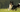 Border Collie Exercise Needs: Keeping Your Border Collie Fit and Happy