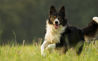 Border Collie Exercise Needs: Keeping Your Border Collie Fit and Happy