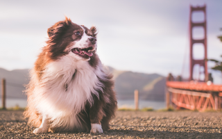 Border Collie Temperament: What to Expect from Your Dog