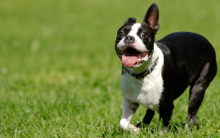 Boston Terrier Exercise Needs: Keeping Your Boston Terrier Fit and Happy