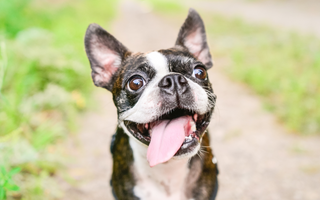 Boston Terrier Temperament: What to Expect from Your Dog