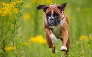 Boxer Exercise Needs: Keeping Your Boxer Fit and Happy