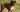 Boxer Temperament: What to Expect from Your Dog