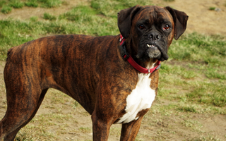 Boxer Temperament: What to Expect from Your Dog