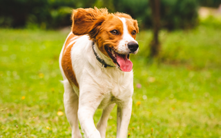 Brittany Spaniel Exercise Needs: Keeping Your Brittany Spaniel Fit and Happy