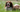 Brittany Spaniel Temperament: What to Expect from Your Dog