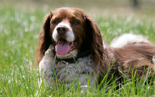 Brittany Spaniel Temperament: What to Expect from Your Dog