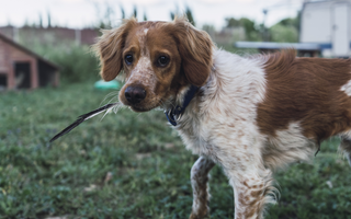 Brittany Spaniel Top 10 Health Concerns: Prevention and Care