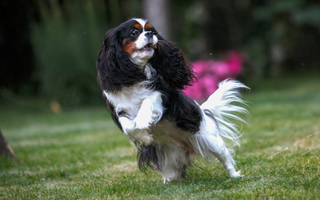Cavalier King Charles Spaniel Exercise Needs: Keeping Your Cavalier King Charles Spaniel Fit and Happy